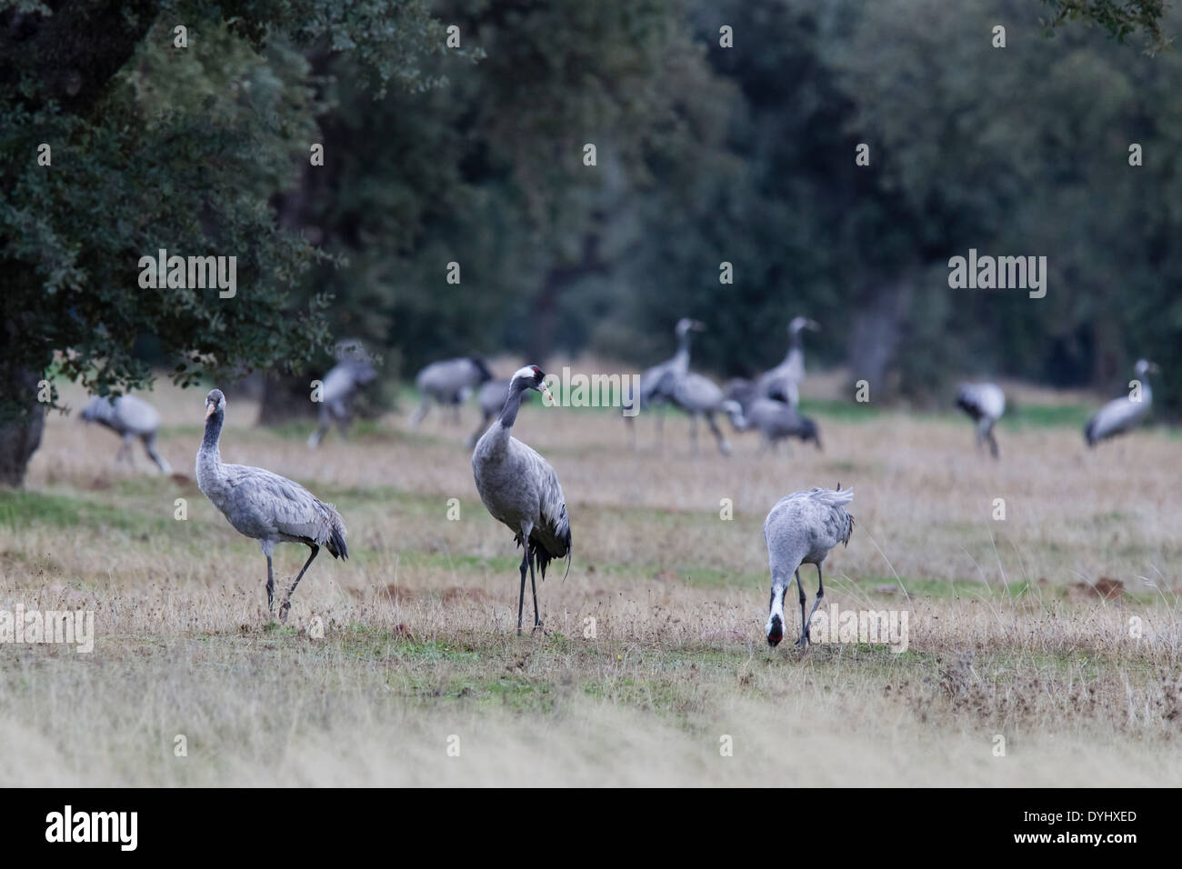 Grauer Kranich, Grus grus, Eurasian Crane, group in dehesa, Extremadura, Spain, feeding on acorns Stock Photo