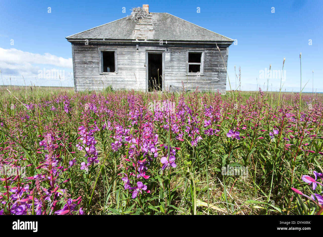 Canada, Manitoba, Fireweed blossoms in meadow surrounding abandoned Hudson Bay trading post at Egg Island Stock Photo