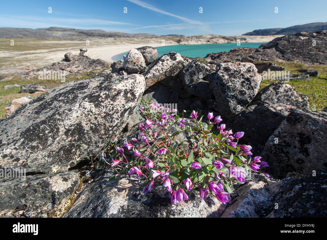 Canada Nunavut Territory Dwarf fireweed blossoms beside stones from Inuit tent ring on arctic tundra at south end of White Stock Photo
