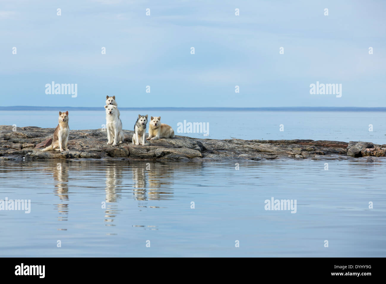 Canada, Nunavut Territory, Repulse Bay, Sled dogs standing along shore on Harbour Islands beach Stock Photo