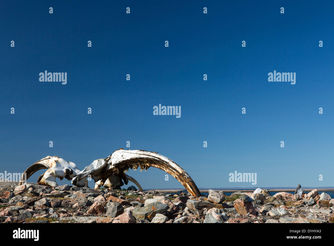 Canada, Nunavut Territory, Repulse Bay, Bowhead whale remains on Harbour Islands Stock Photo