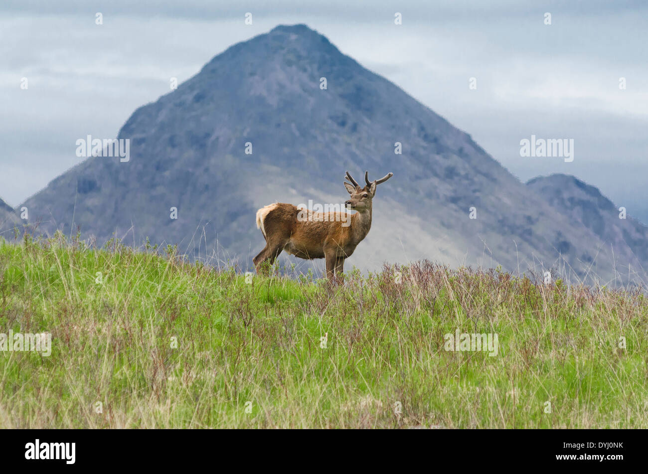encounter with young buck in glen etive Stock Photo