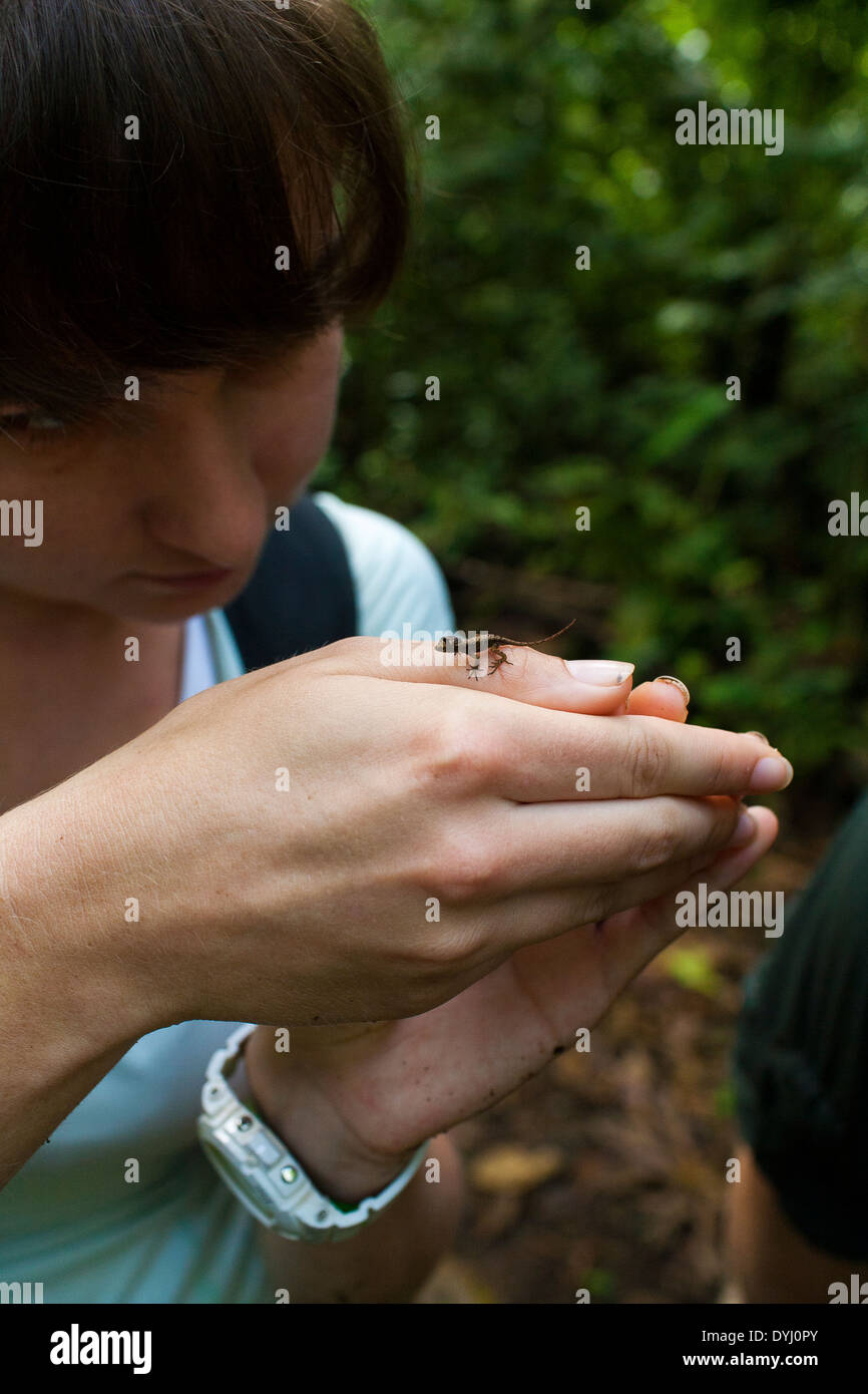 Student researcher studies a small lizard on graduate studies at La Selva biological station in Sarapiqui de Viejo, Costa Rica Stock Photo