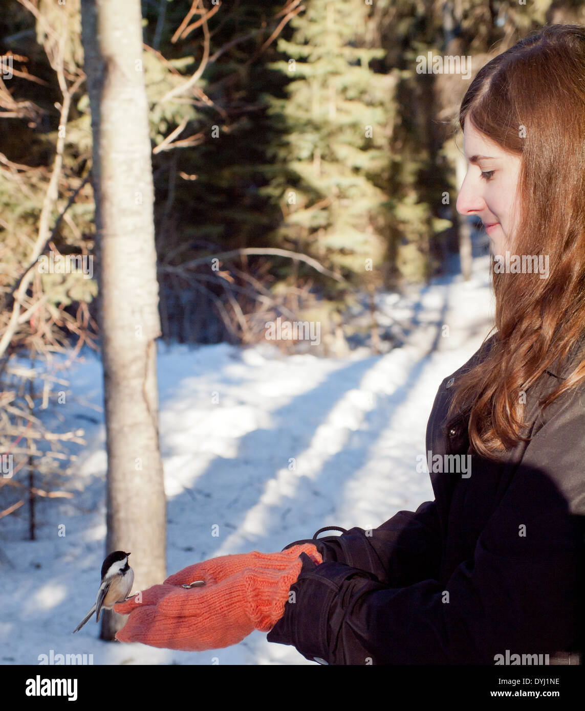 A wild Black-capped Chickadee (Poecile atricapillus) feeds out of the hands of a pretty brunette girl in Edmonton, Canada. Stock Photo