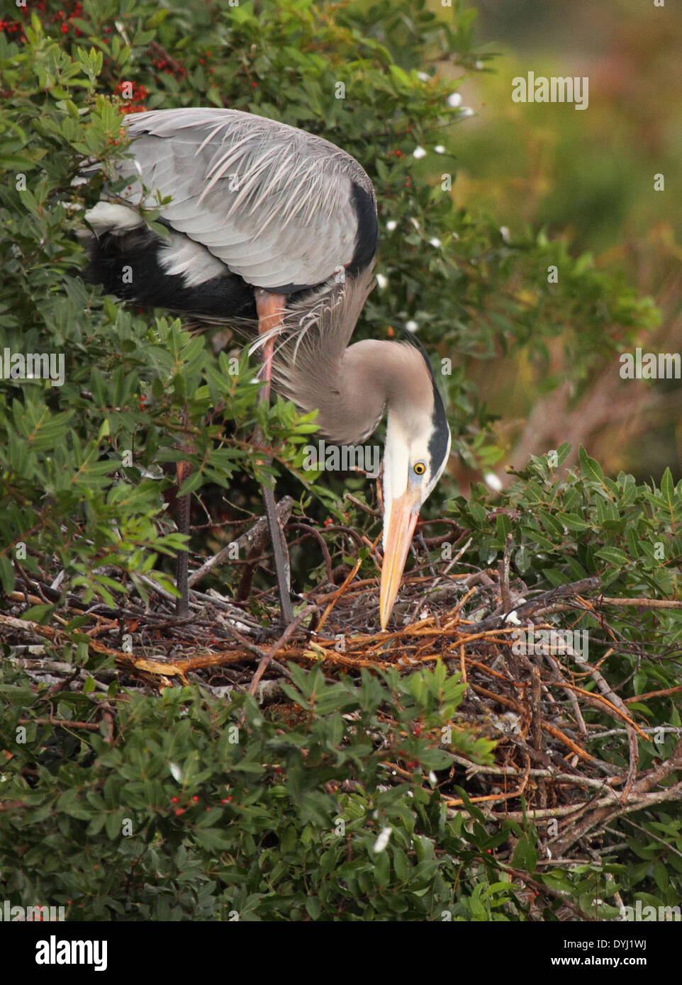 A Great Blue Heron adjusting sticks as it builds its nest in Florida. Stock Photo