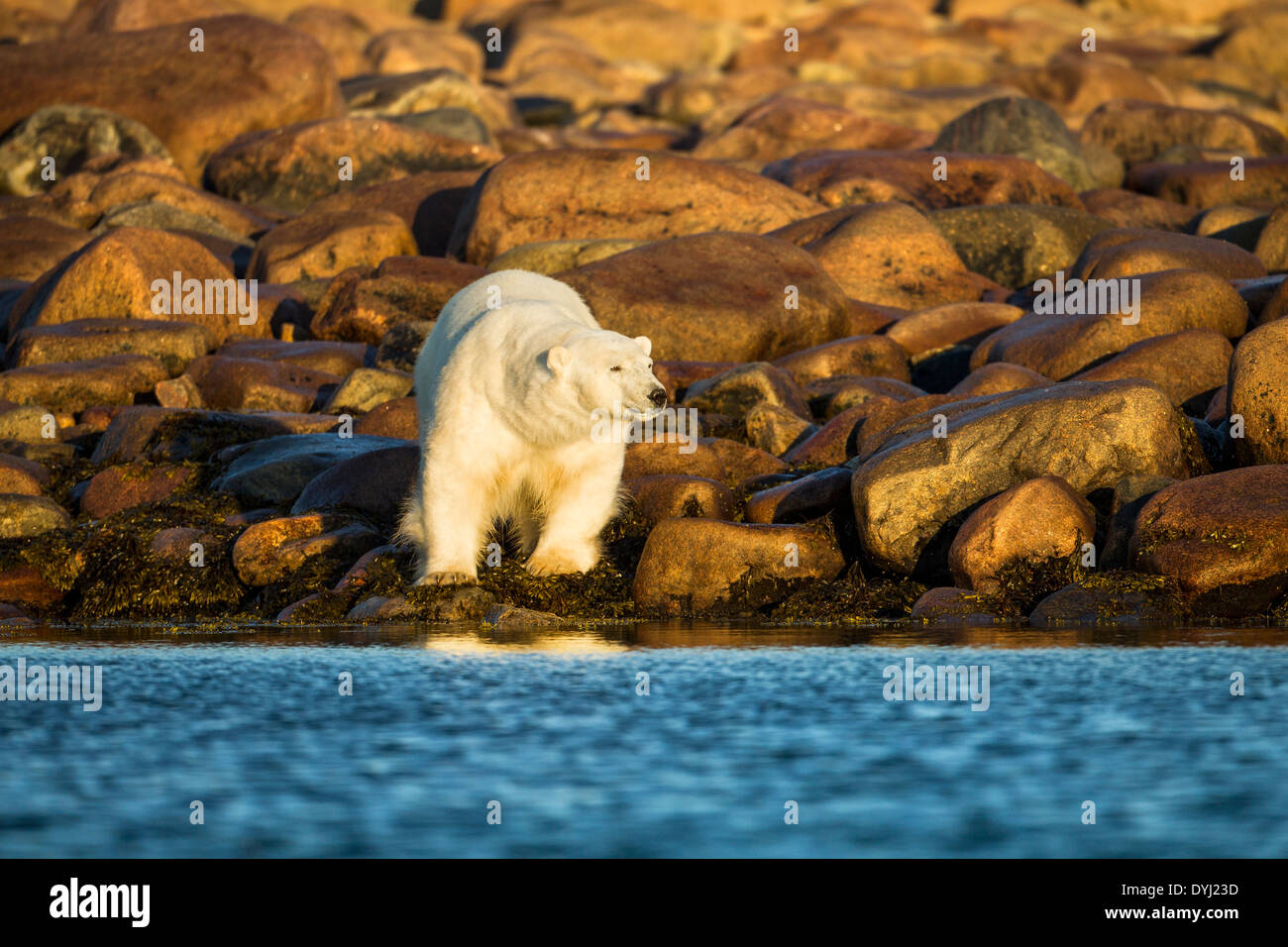 Canada, Manitoba, Polar Bear (Ursus maritimus) walking at Hubbart Point along Hudson Bay at sunrise on summer morning Stock Photo