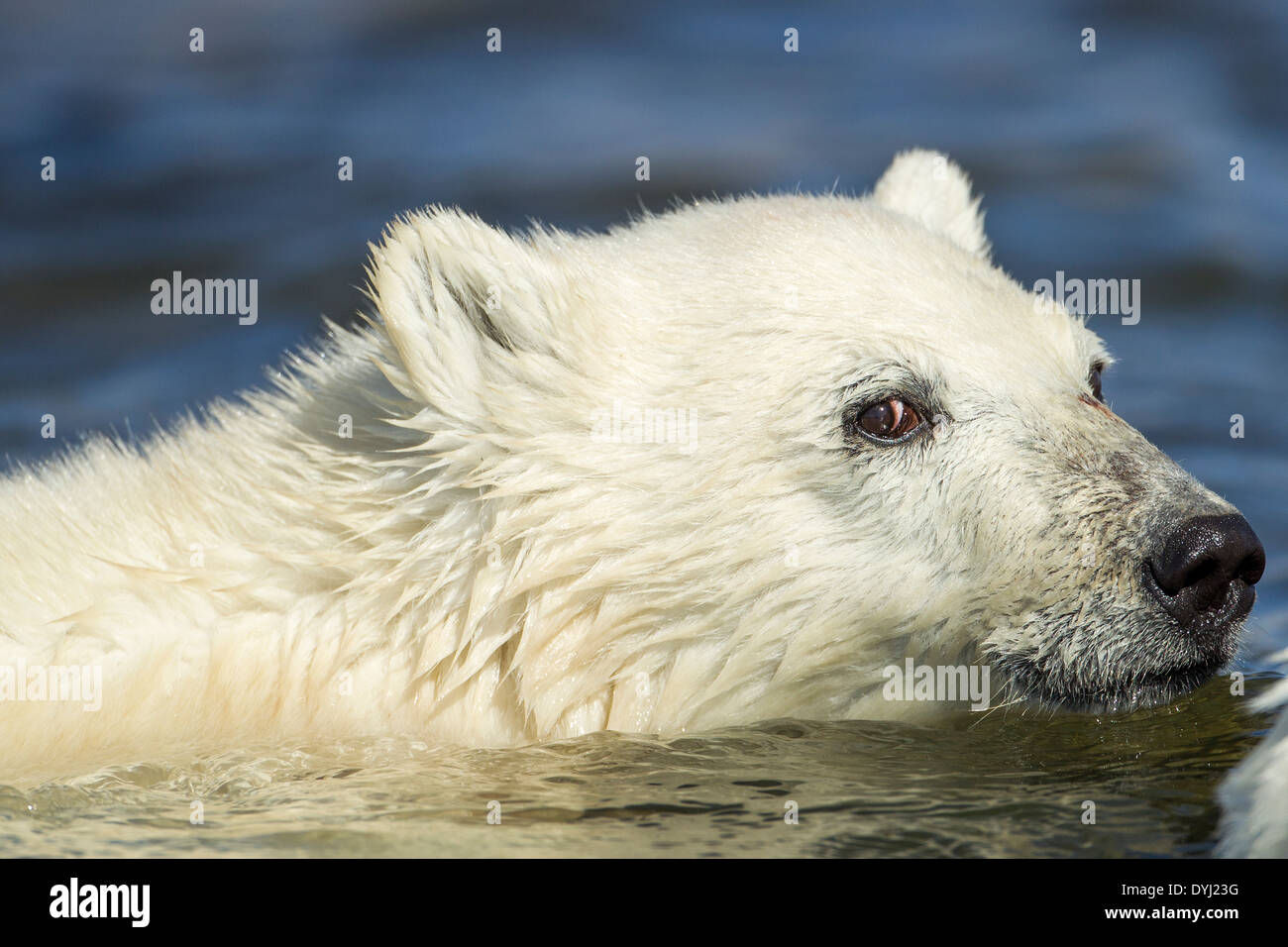 Canada, Manitoba, Polar Bear Cubs(Ursus maritimus) swimming across stream at Hubbart Point along Hudson Bay on summer morning Stock Photo
