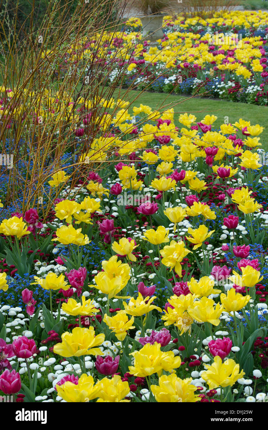 Spring Flower bed Display at RHS Wisley Gardens, Surrey England Stock Photo