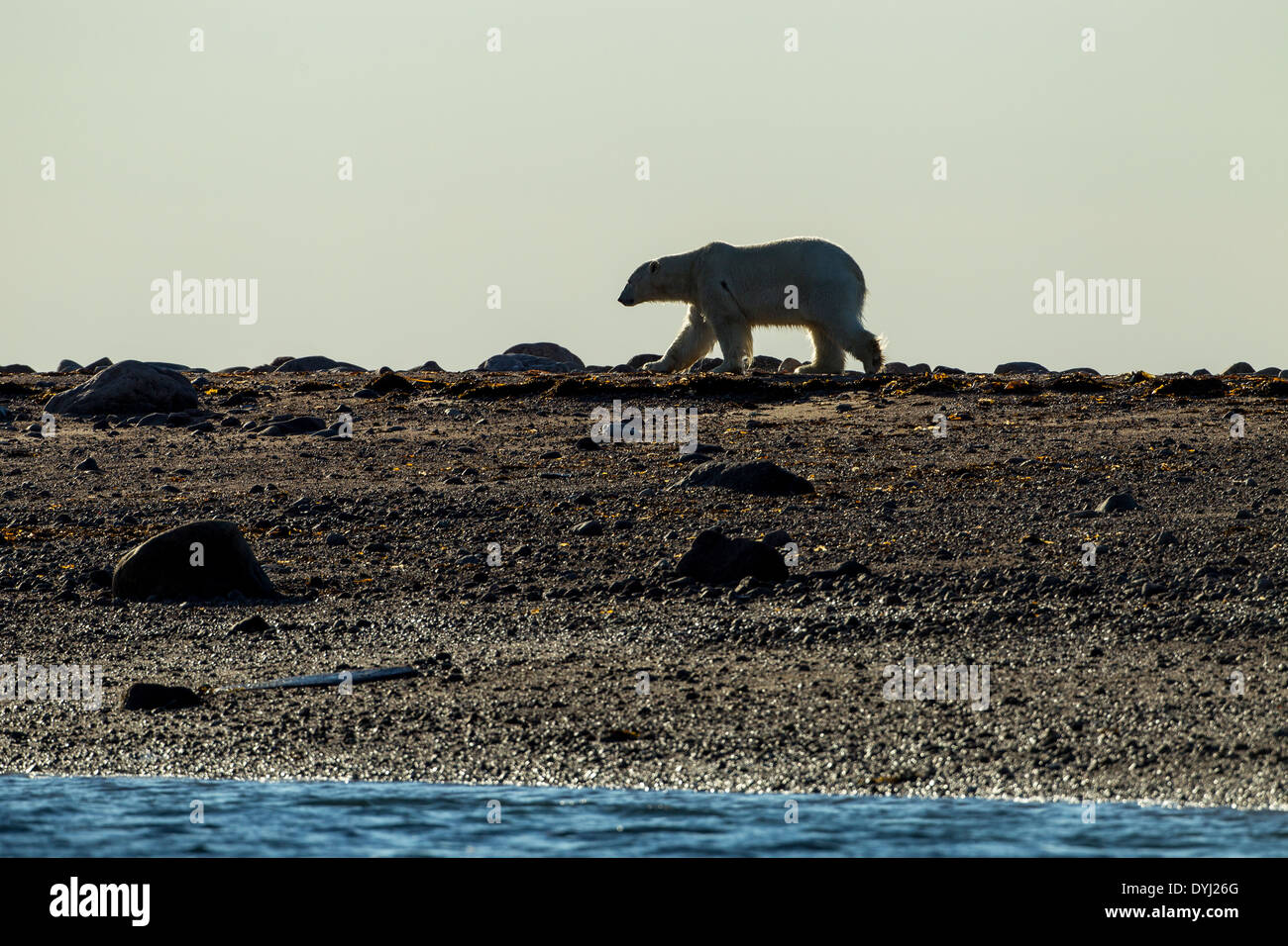 Canada, Manitoba, Large Adult Male Polar Bear (Ursus maritimus) walking along coast at dawn at Hubbart Point along Hudson Bay Stock Photo