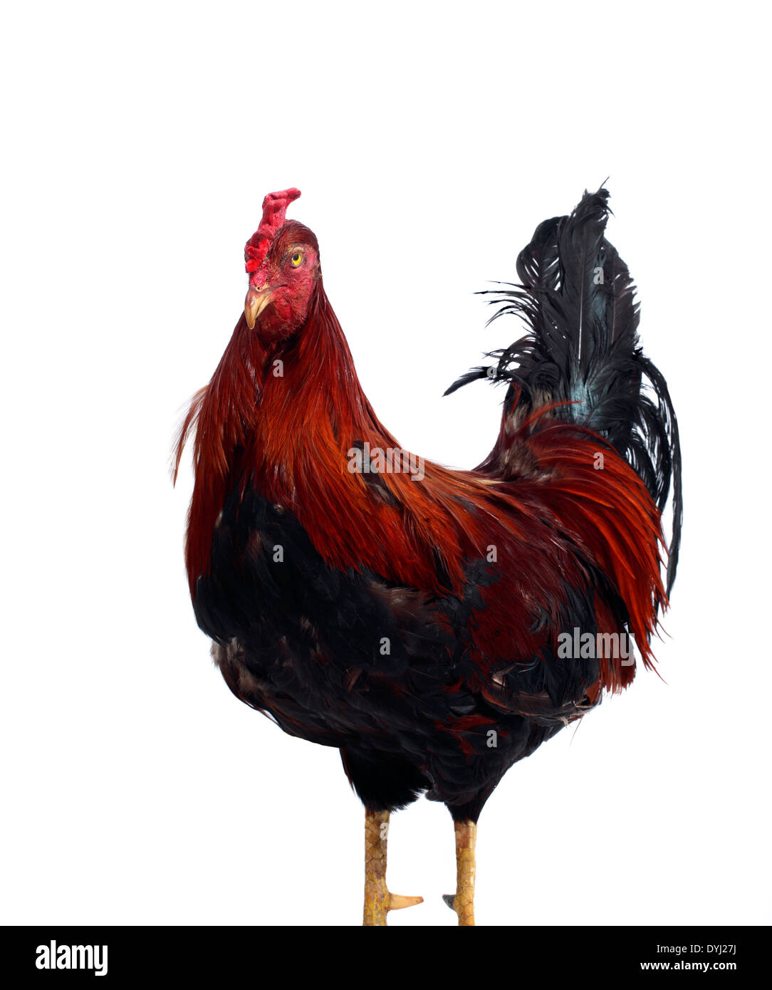 Studio shot of a Portrait of a Rooster or Chicken Stock Photo
