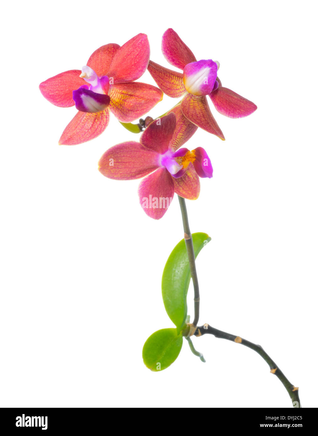 Blooming red flower child orchid isolated, background Stock Photo