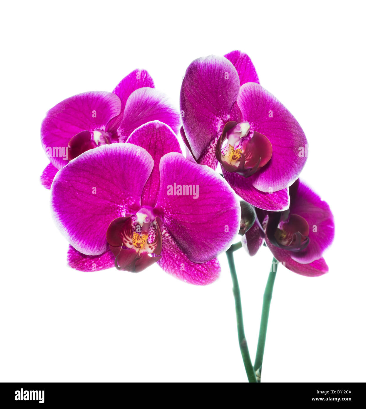 beautiful lilac orchid with bandlet is isolated on white background Stock Photo
