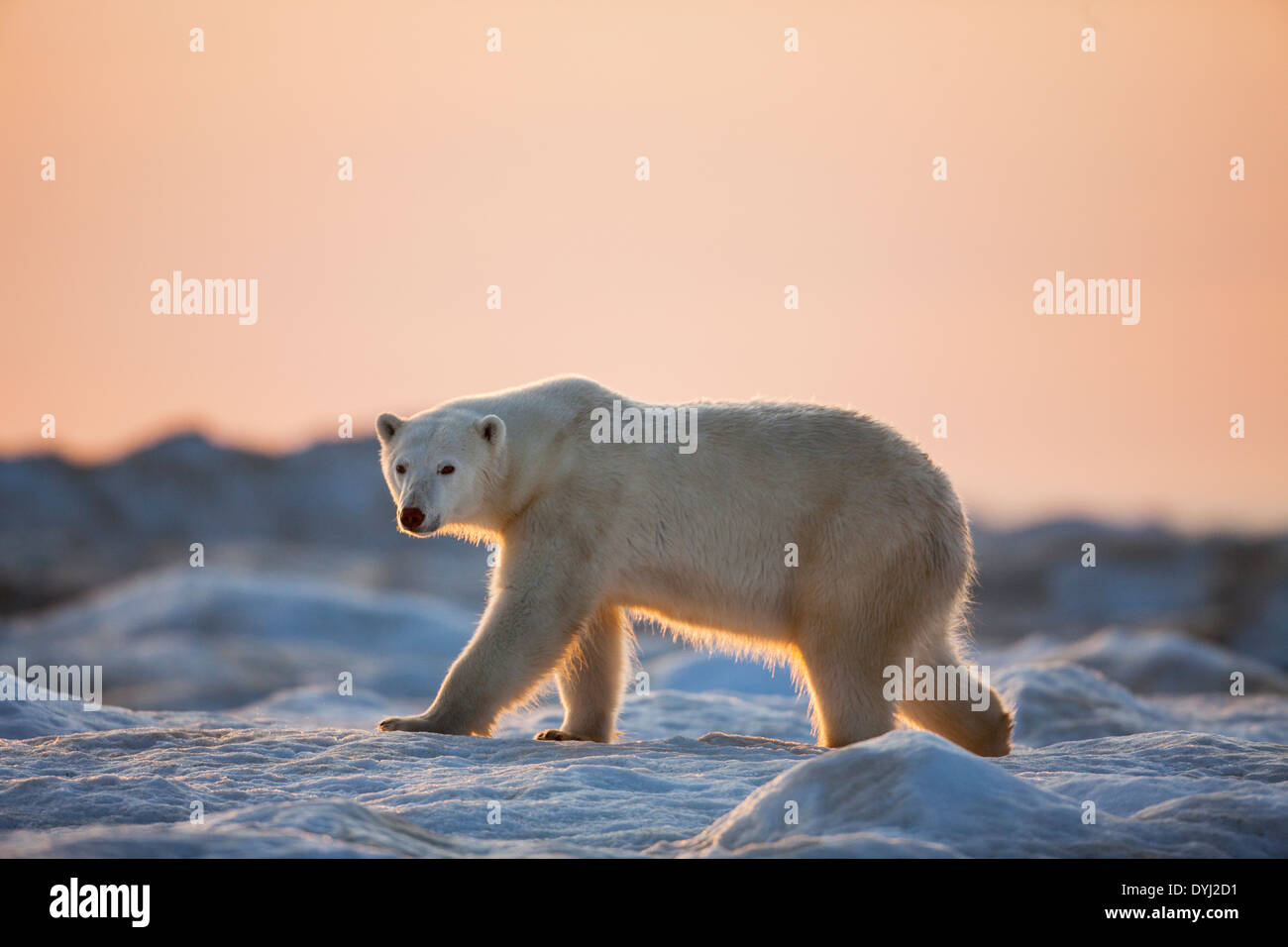 Canada, Nunavut Territory, White Island, Setting midnight sun lights Polar Bear (Ursus maritimus) walking on pack ice Stock Photo