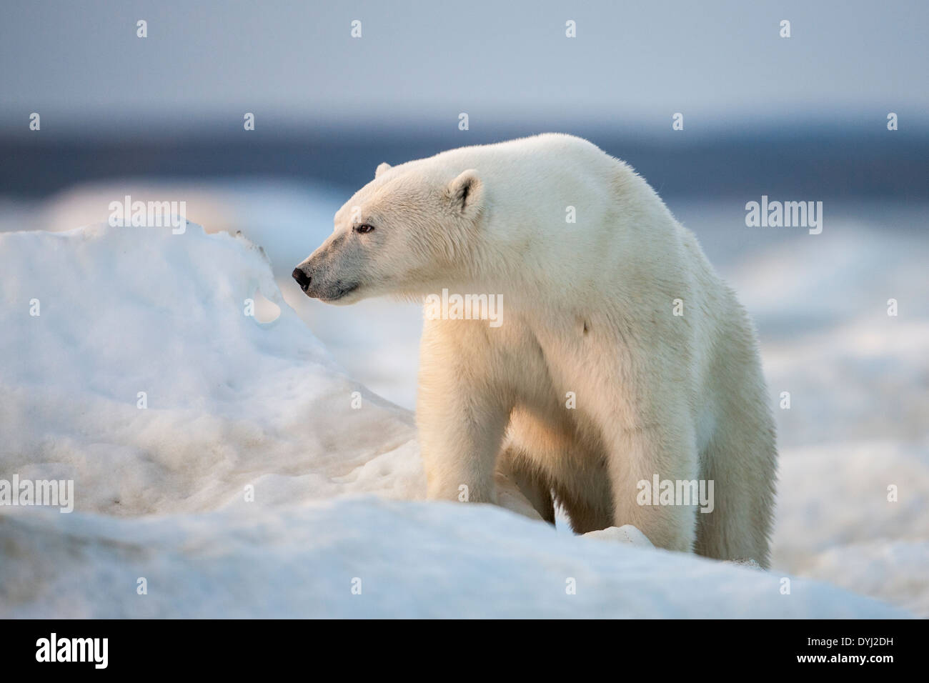 Canada, Nunavut Territory, White Island, Polar Bear (Ursus maritimus) walking on pack ice along Frozen Strait on Hudson Bay Stock Photo