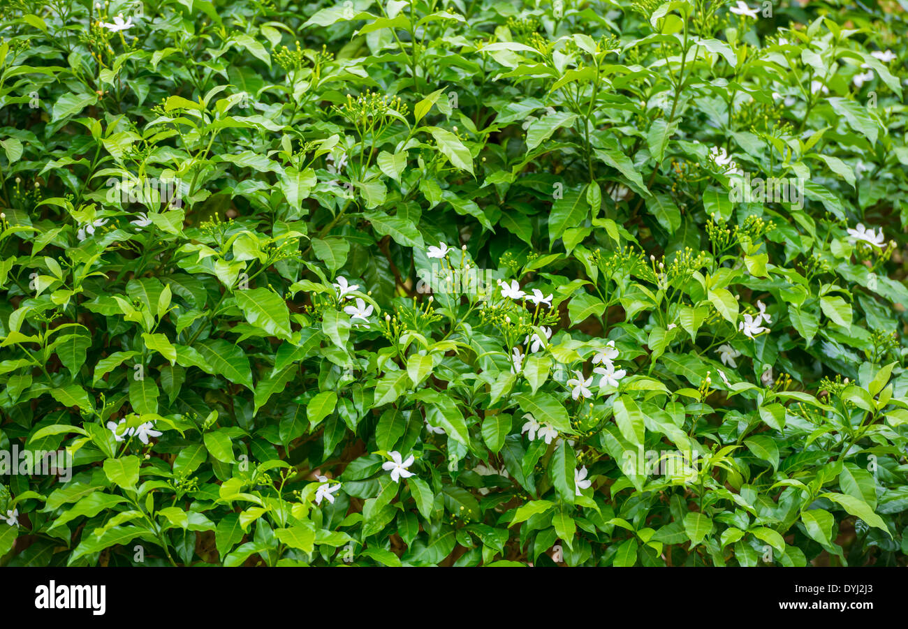 blossoming tree of a jasmine, green leaves background Stock Photo