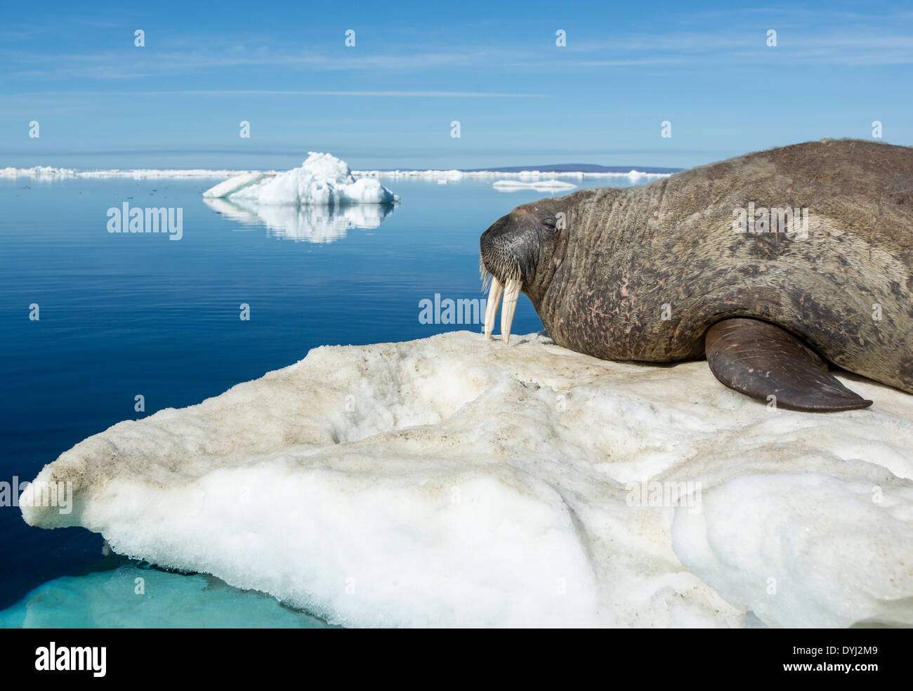 Canada, Nunavut Territory, Walrus (Odobenus rosmarus) resting on iceberg in Frozen Strait on Hudson Bay near the Arctic Circle Stock Photo