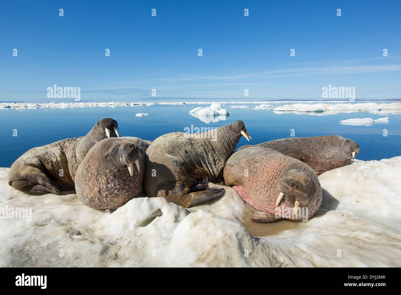 Canada, Nunavut Territory, Walrus herd (Odobenus rosmarus) resting on iceberg in Frozen Strait on Hudson Bay Stock Photo