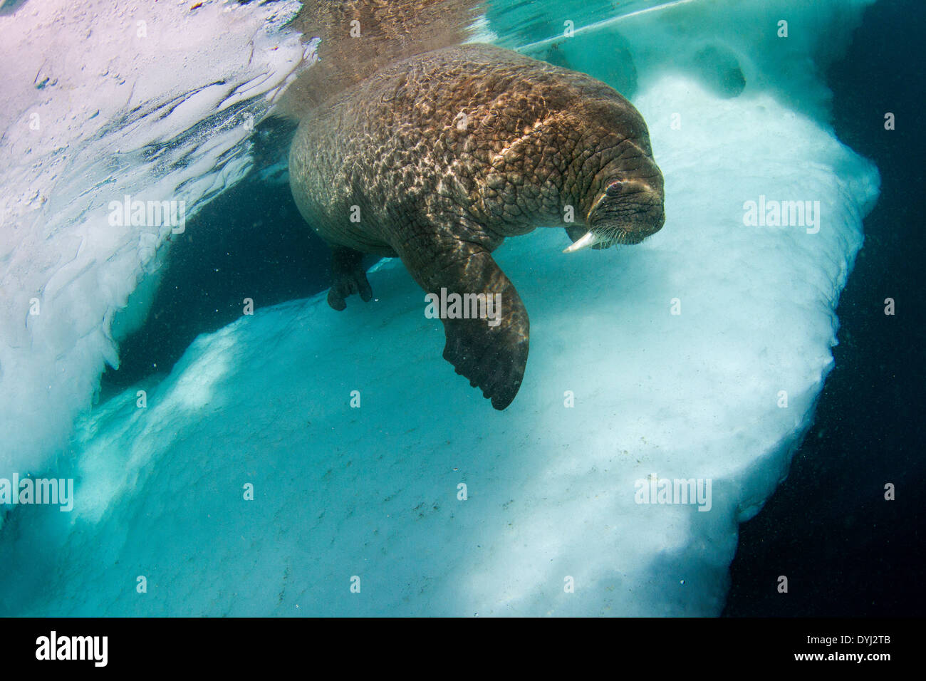 Canada, Nunavut Territory, Underwater view of Walrus (Odobenus rosmarus) and sea ice in Frozen Strait on Hudson Bay Stock Photo