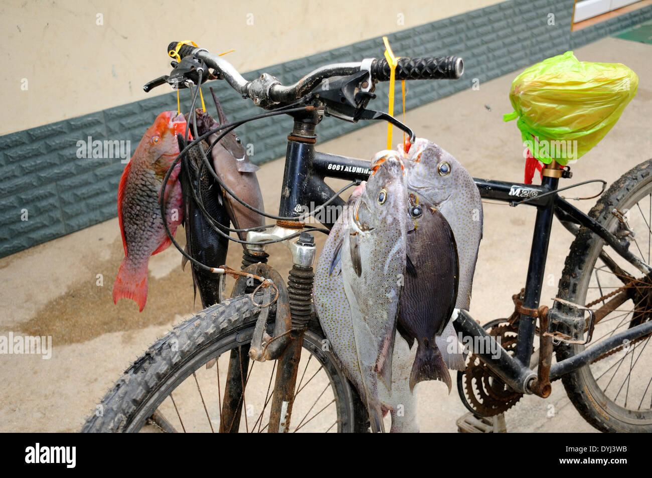 Fish Strings on Bicycle Handlebars at La Digue, Seychelles Stock Photo