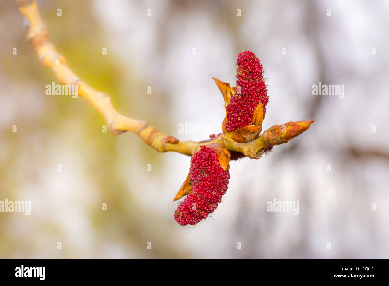 Red catkins on a tree branch during spring time Stock Photo
