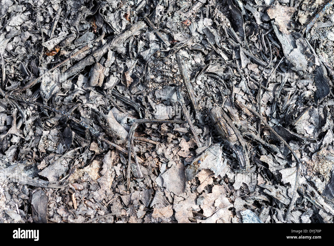 Macro of ash of burnt leaves on the ground Stock Photo