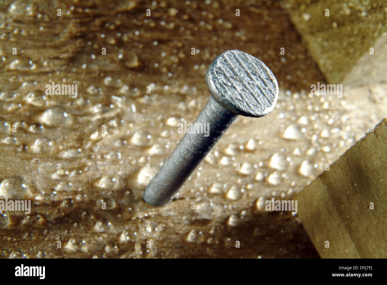 Nail halfdriven into wet wood Stock Photo Alamy