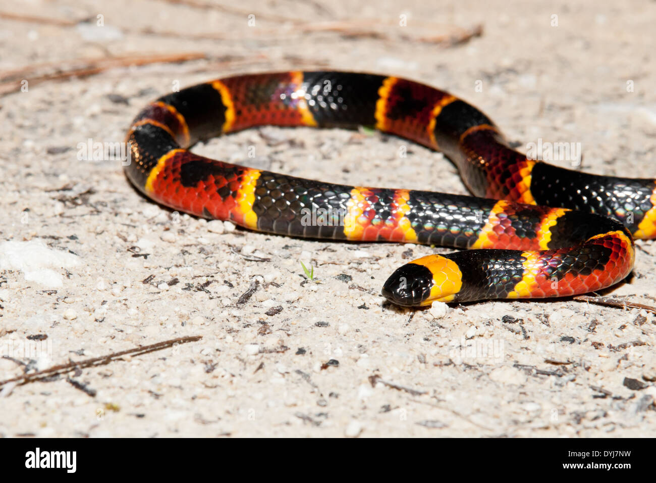 Eastern Coral Snake Stock Photo