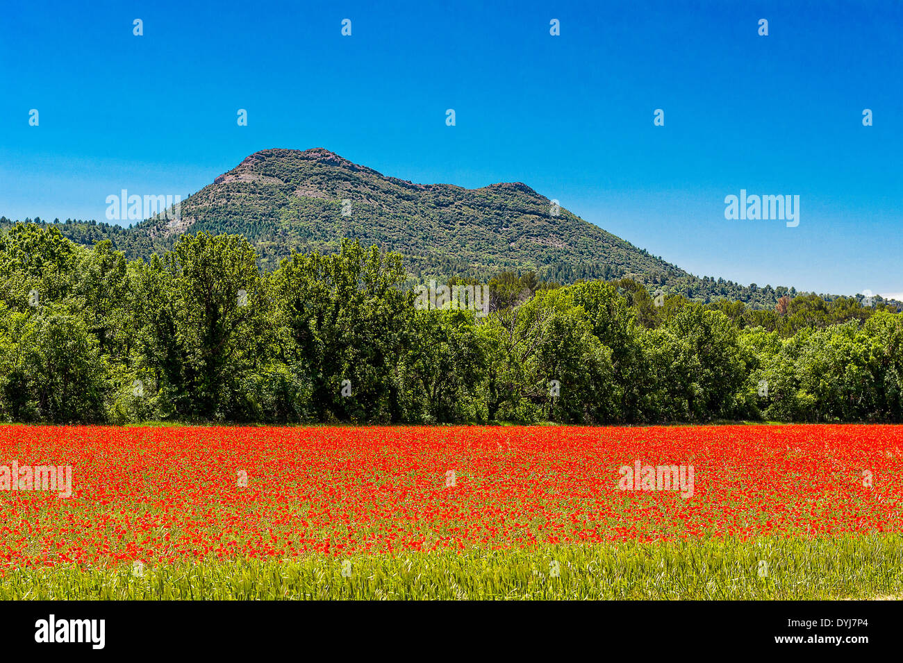 Poppy field provence south france hi-res stock photography and images ...