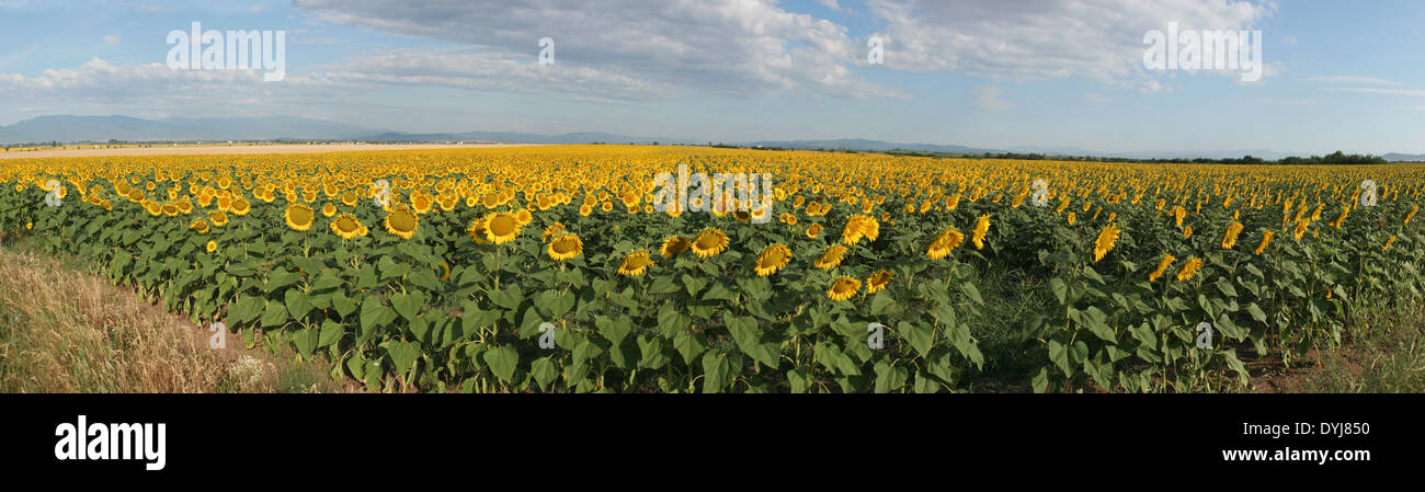 Sunflower fields Stock Photo