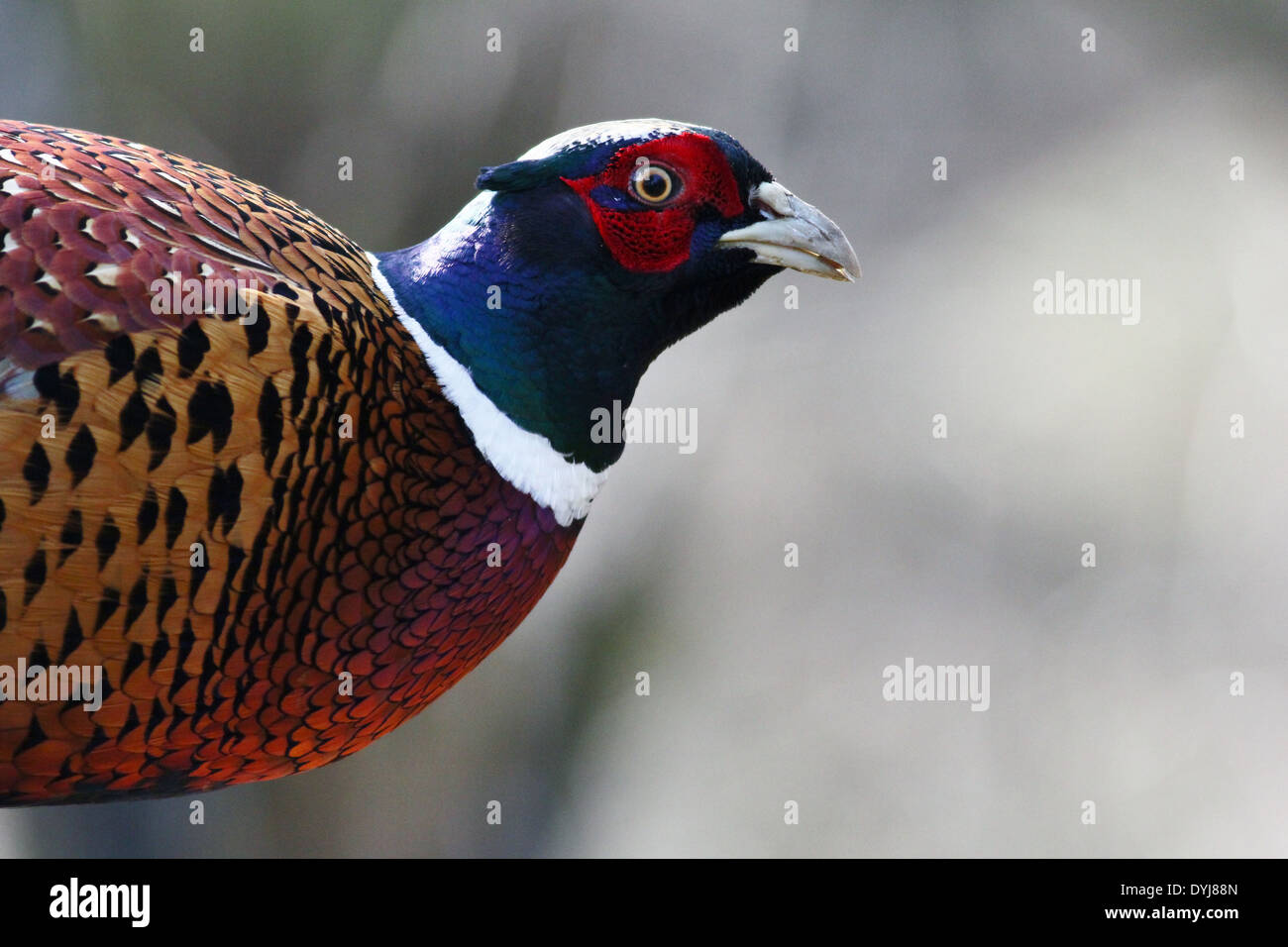 Male pheasant Stock Photo