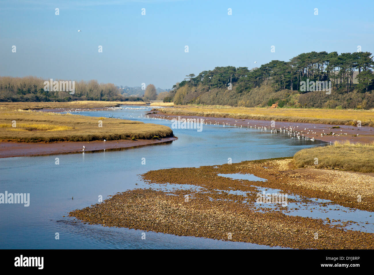 Wading birds on the banks of the River Otter and the Otter Estuary Nature Reserve at Budleigh Salterton, Devon, England, UK Stock Photo