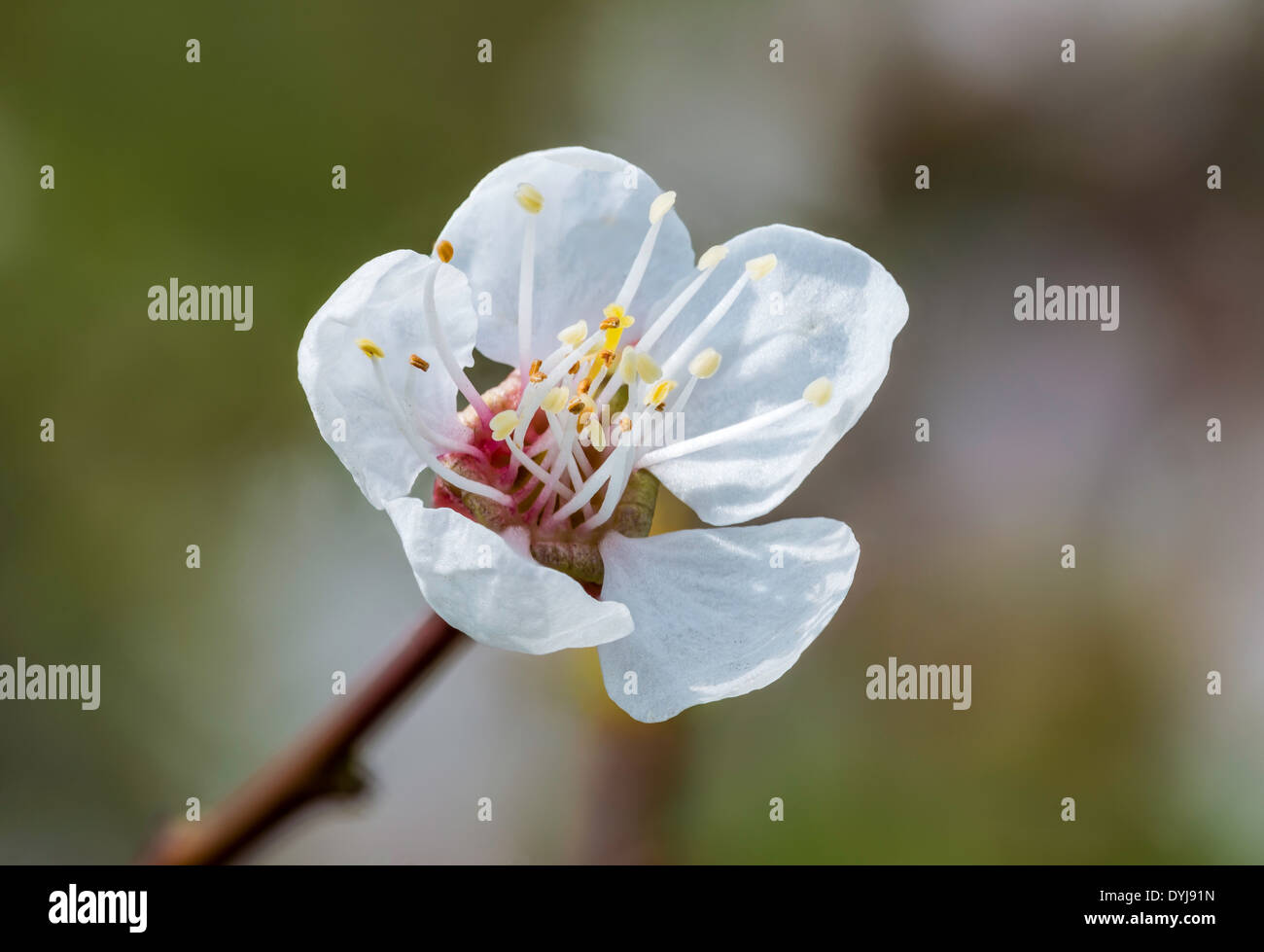 Fruit tree flower under the warm spring sun Stock Photo Alamy
