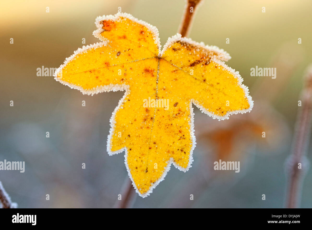 Autumnal leaf with hoar frost, Herbstliches Blatt mit Raureif, Frost Stock Photo