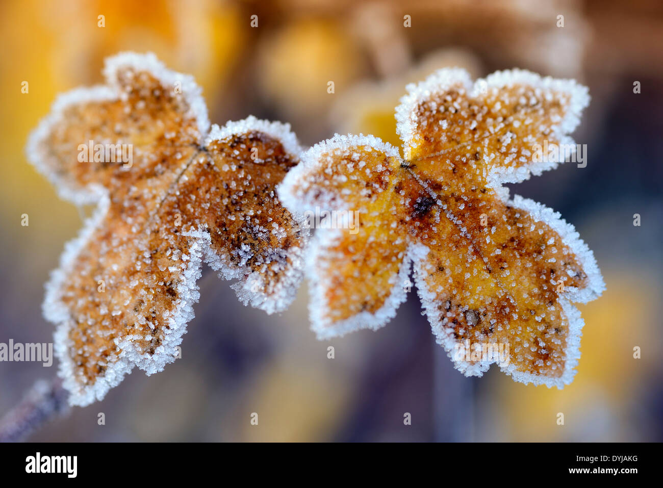 Autumnal leaf with hoar frost, Herbstliche Blätter mit Raureif, Frost Stock Photo