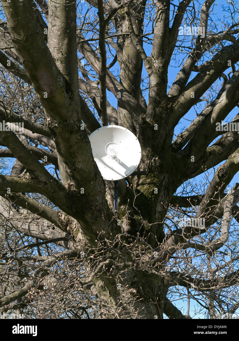 White satellite dish situated high in a tree without leaves Stock Photo