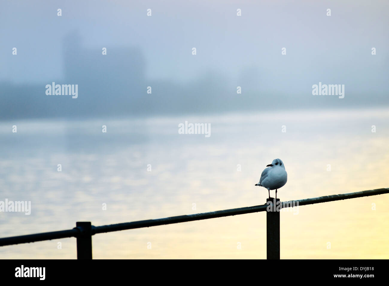 Möwe am Fähranleger Zollenspieker in Kirchwerder, Hamburg, Deutschland, Europa Stock Photo