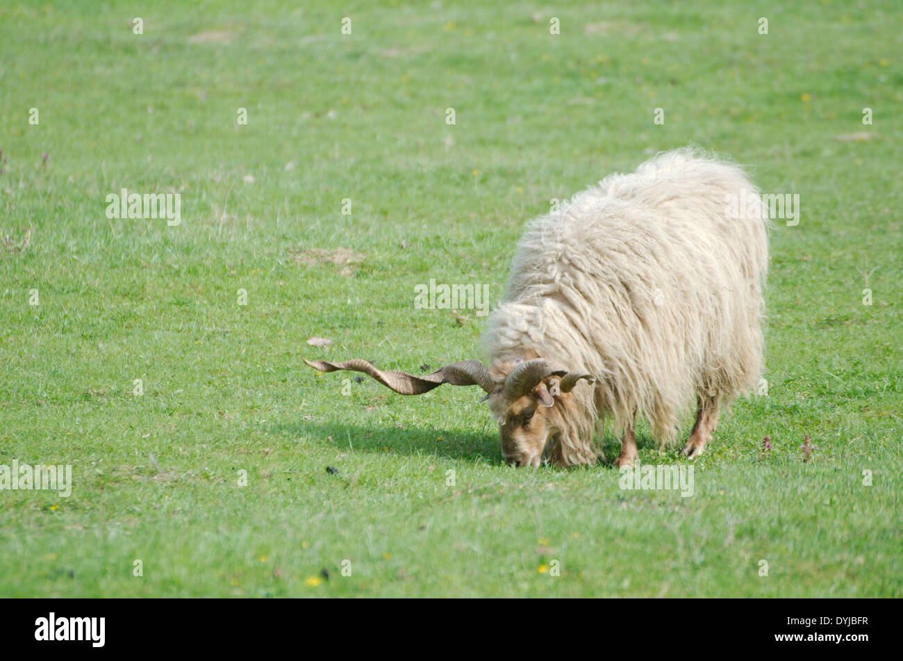 Hungarian Racka Sheep Grazing in a Green Field Stock Photo