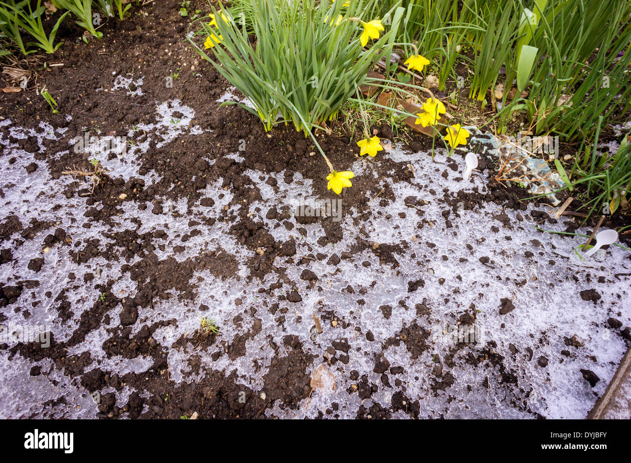 Despite daffodils in bloom a plot in a community garden shows the remnants of last night's snow