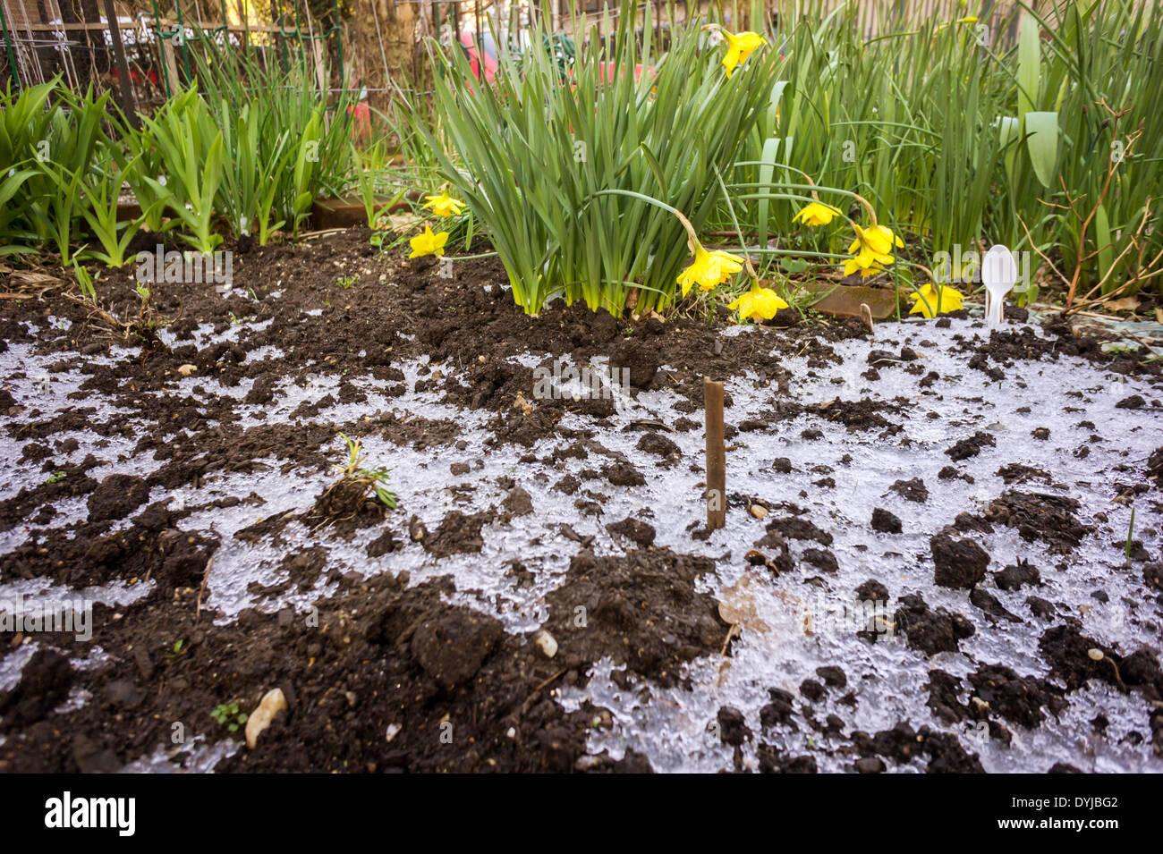 Despite daffodils in bloom a plot in a community garden shows the