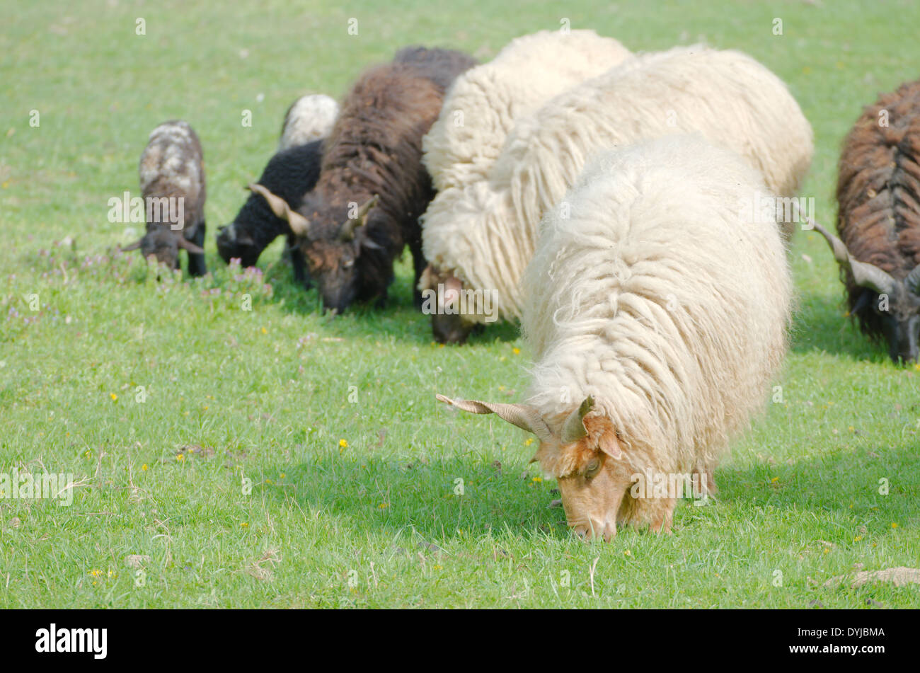 Hungarian Racka Sheep Leading the Grazing in a Green Field Stock Photo