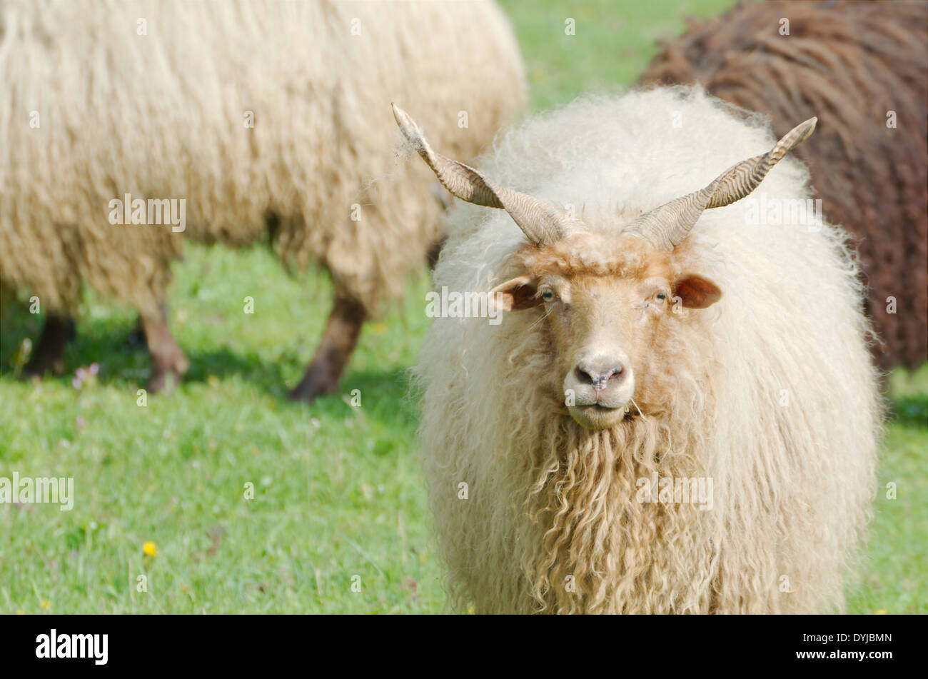Hungarian Racka Sheep Gazing in a Green Field Stock Photo