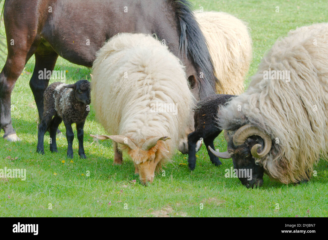 Farm Animals Grazing in a Green Field Stock Photo