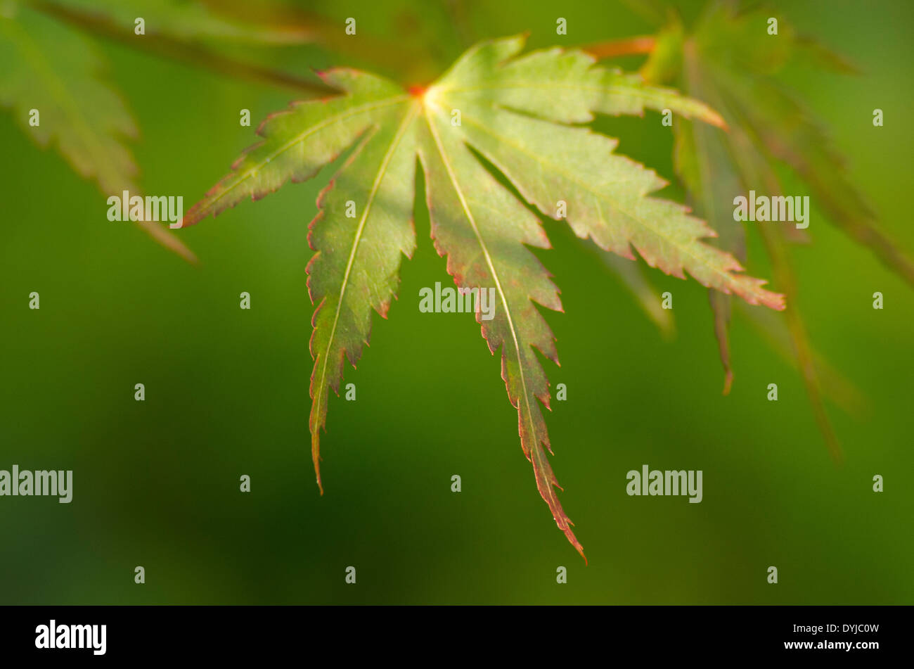 Acer leaf, isolated against the background with tight depth of field. Acer palmatum. Stock Photo