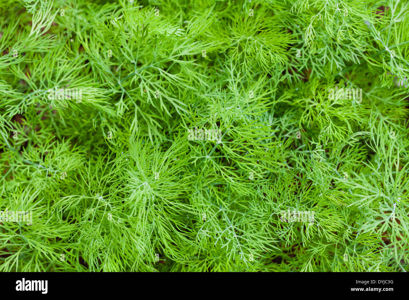 Fresh dill leaves Stock Photo - Alamy