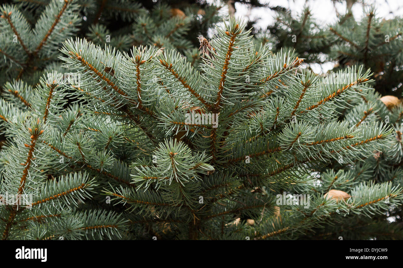 Branch of blue spruce Stock Photo