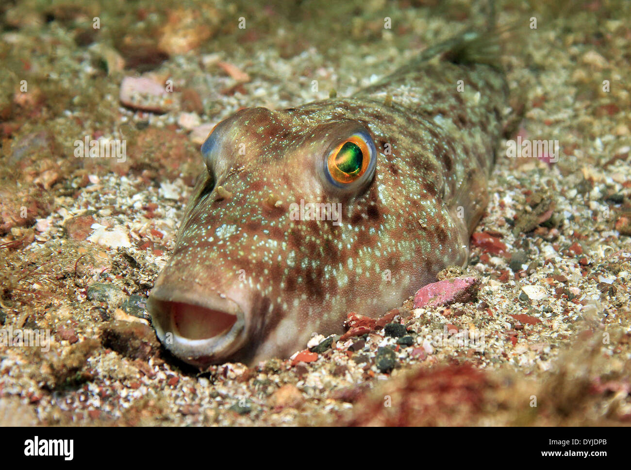 Pufferfish In Sand High Resolution Stock Photography and Images - Alamy
