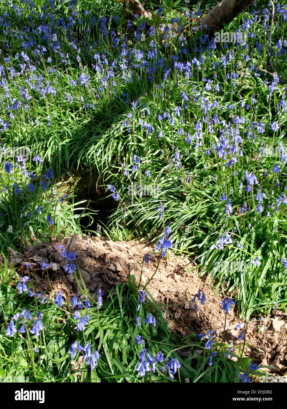 Rabbit hole amongst bluebells, Wadebridge, Cornwall, UK Stock Photo