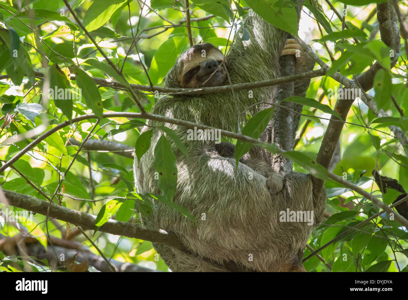Brown-throated Three-toed Sloth (Bradypus Variegatus) in a Tree, Manuel Antonio, Costa Rica Stock Photo