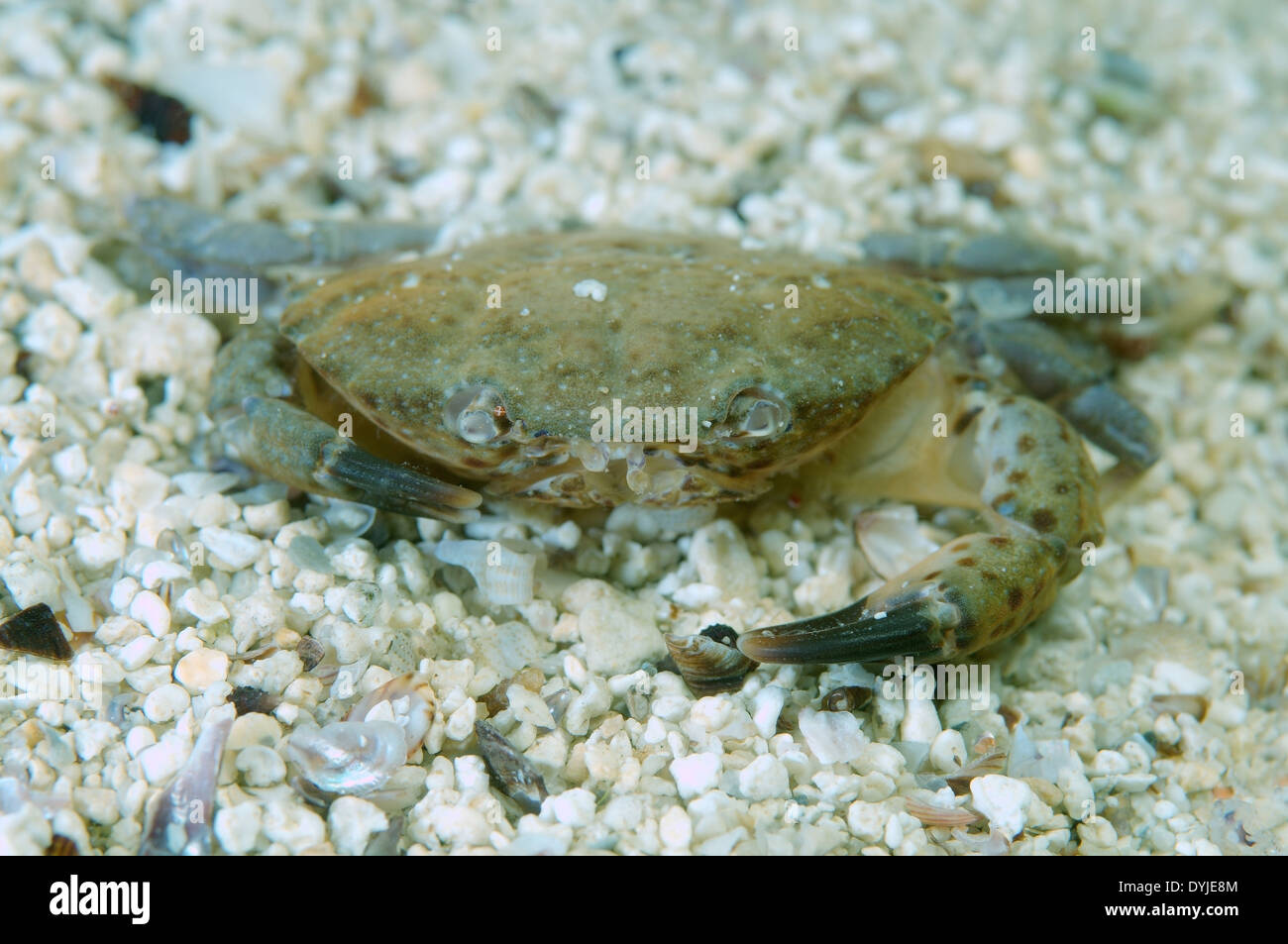 crab (Xantho poressa) Black Sea, Crimea, Russia Stock Photo