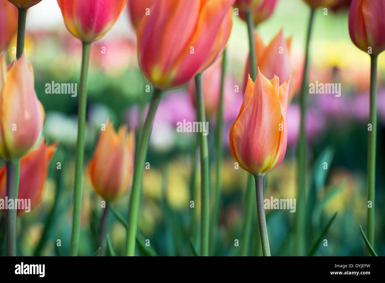 Tulipa. Single Late Tulip 'Big Brother' flowers Stock Photo